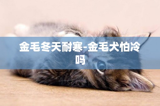 金毛冬天耐寒-金毛犬怕冷嗎