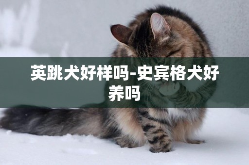 英跳犬好樣嗎-史賓格犬好養嗎