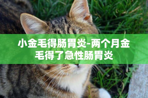 小金毛得腸胃炎-兩個月金毛得了急性腸胃炎