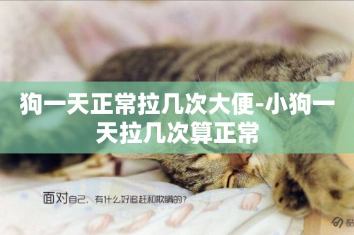 狗一天正常拉幾次大便-小狗一天拉幾次算正常