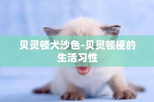 貝靈頓犬沙色-貝靈頓梗的生活習性