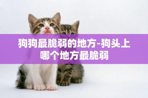 狗狗最脆弱的地方-狗頭上哪個地方最脆弱