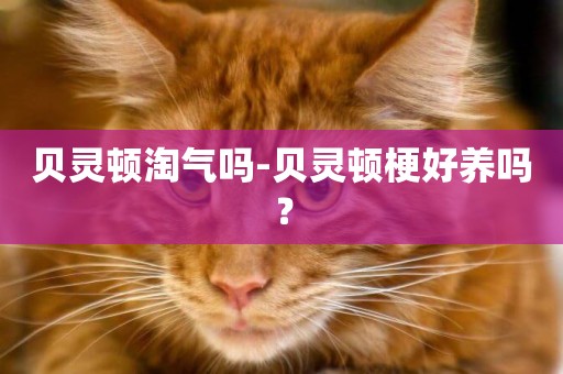 貝靈頓淘氣嗎-貝靈頓梗好養嗎？