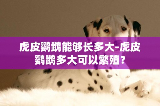 虎皮鸚鵡能夠長多大-虎皮鸚鵡多大可以繁殖？