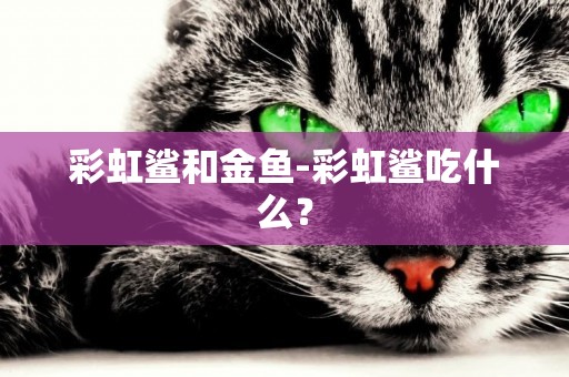 彩虹鯊和金魚-彩虹鯊吃什么？