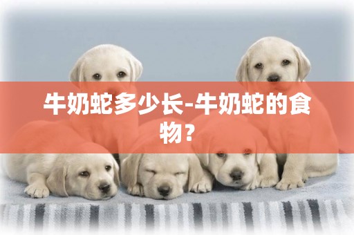 牛奶蛇多少長-牛奶蛇的食物？