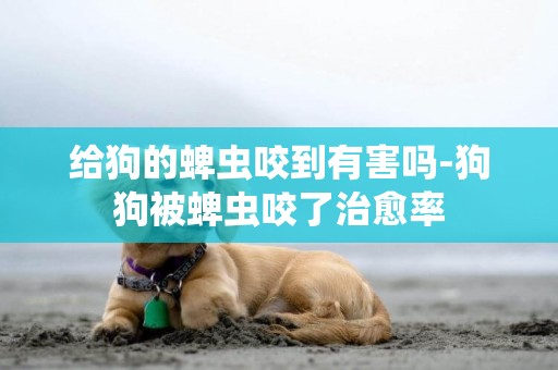 給狗的蜱蟲咬到有害嗎-狗狗被蜱蟲咬了治愈率