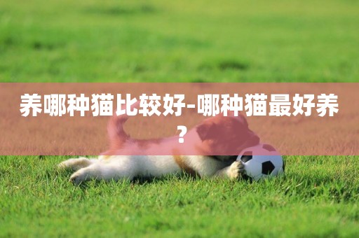 養哪種貓比較好-哪種貓最好養？