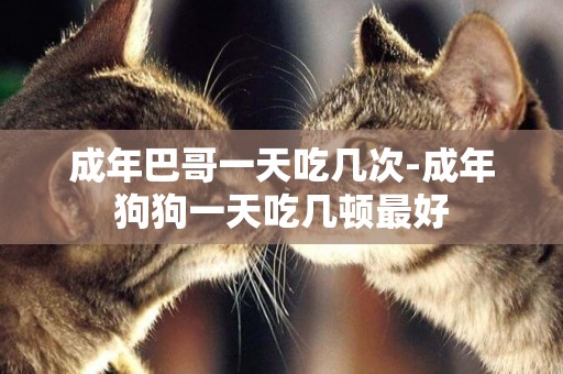 成年巴哥一天吃幾次-成年狗狗一天吃幾頓最好