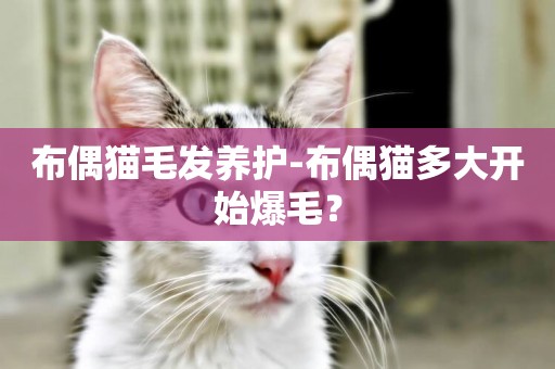 布偶貓毛發養護-布偶貓多大開始爆毛？