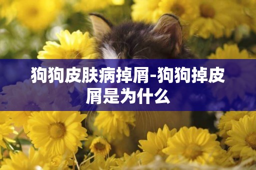 狗狗皮膚病掉屑-狗狗掉皮屑是為什么