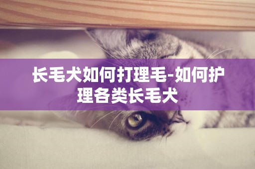 長毛犬如何打理毛-如何護理各類長毛犬