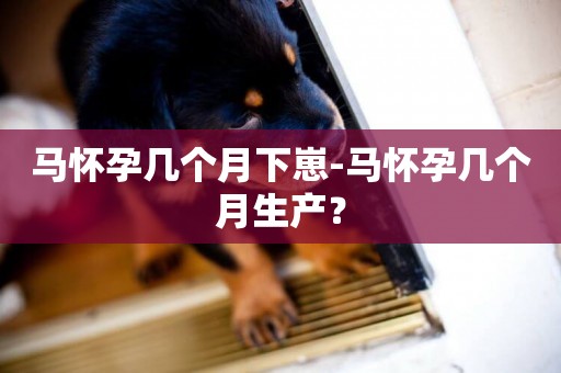 馬懷孕幾個月下崽-馬懷孕幾個月生產？