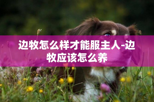 邊牧怎么樣才能服主人-邊牧應該怎么養