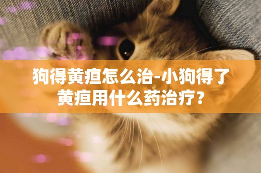 狗得黃疸怎么治-小狗得了黃疸用什么藥治療？