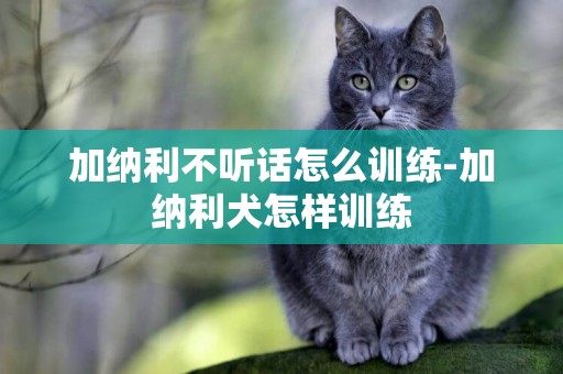 加納利不聽話怎么訓練-加納利犬怎樣訓練