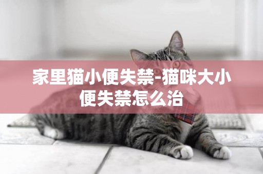 家里貓小便失禁-貓咪大小便失禁怎么治
