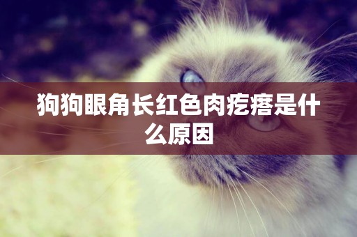 狗狗眼角長紅色肉疙瘩是什么原因