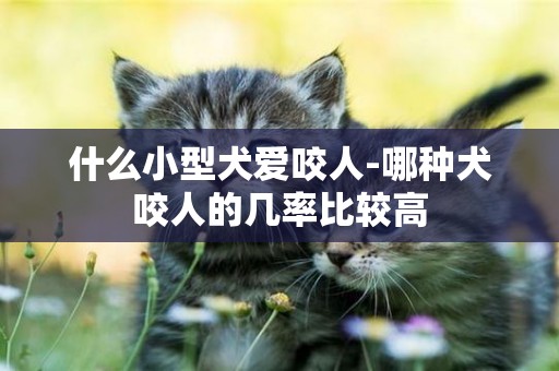 什么小型犬愛咬人-哪種犬咬人的幾率比較高
