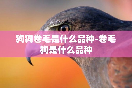狗狗卷毛是什么品種-卷毛狗是什么品種