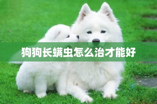 狗狗長螨蟲怎么治才能好
