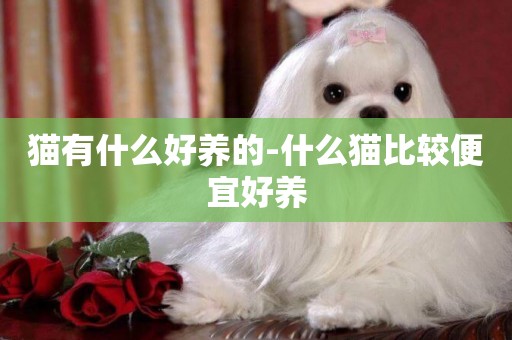 貓有什么好養的-什么貓比較便宜好養