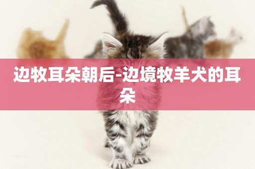 邊牧耳朵朝后-邊境牧羊犬的耳朵