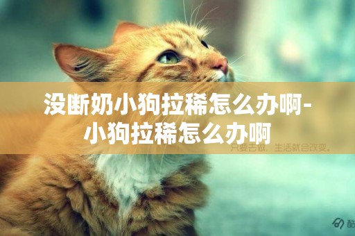 沒斷奶小狗拉稀怎么辦啊-小狗拉稀怎么辦啊