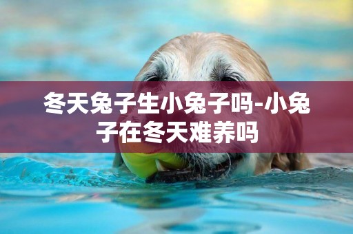 冬天兔子生小兔子嗎-小兔子在冬天難養嗎