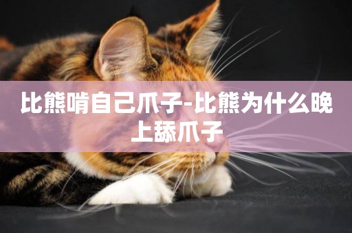比熊啃自己爪子-比熊為什么晚上舔爪子