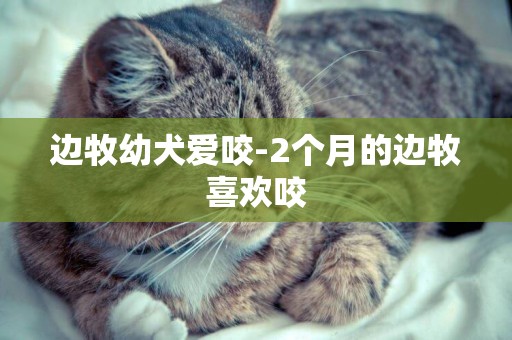 邊牧幼犬愛咬-2個月的邊牧喜歡咬