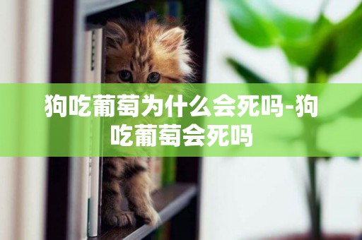 狗吃葡萄為什么會死嗎-狗吃葡萄會死嗎