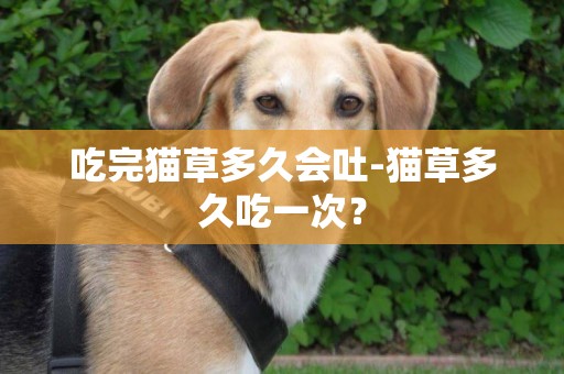 吃完貓草多久會吐-貓草多久吃一次？