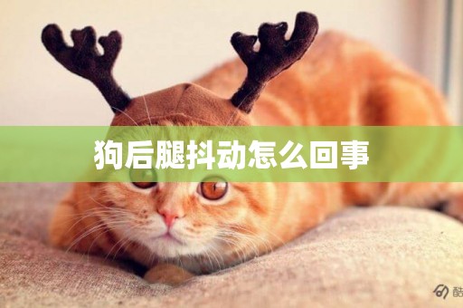 狗后腿抖動怎么回事