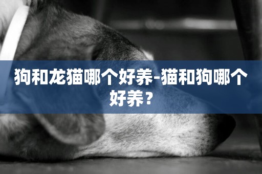 狗和龍貓哪個好養-貓和狗哪個好養？