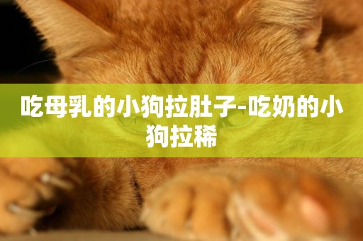 吃母乳的小狗拉肚子-吃奶的小狗拉稀