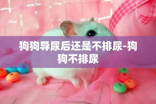 狗狗導尿后還是不排尿-狗狗不排尿