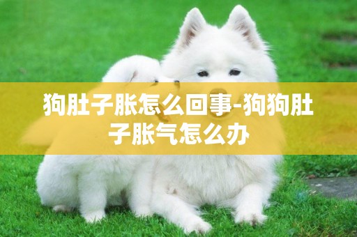 狗肚子脹怎么回事-狗狗肚子脹氣怎么辦