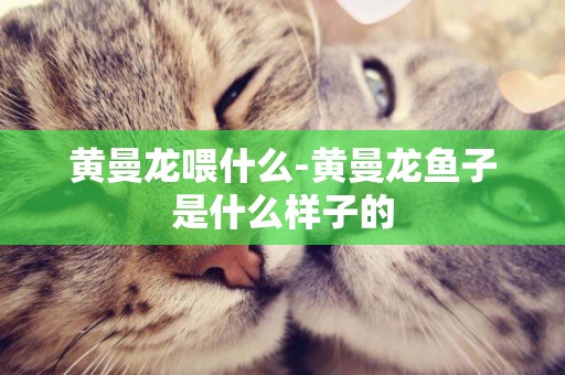 黃曼龍喂什么-黃曼龍魚子是什么樣子的
