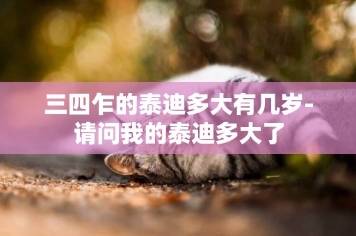 三四乍的泰迪多大有幾歲-請問我的泰迪多大了