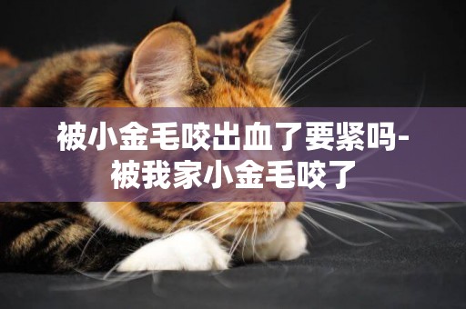 被小金毛咬出血了要緊嗎-被我家小金毛咬了