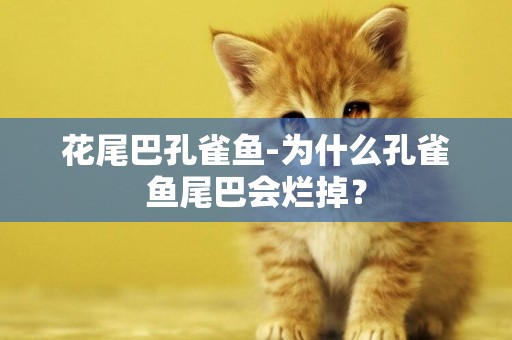 花尾巴孔雀魚-為什么孔雀魚尾巴會爛掉？