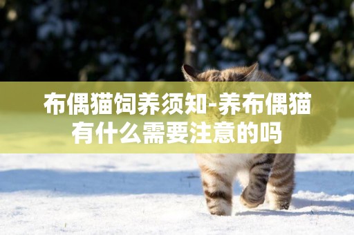 布偶貓飼養須知-養布偶貓有什么需要注意的嗎