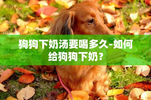 狗狗下奶湯要喝多久-如何給狗狗下奶？