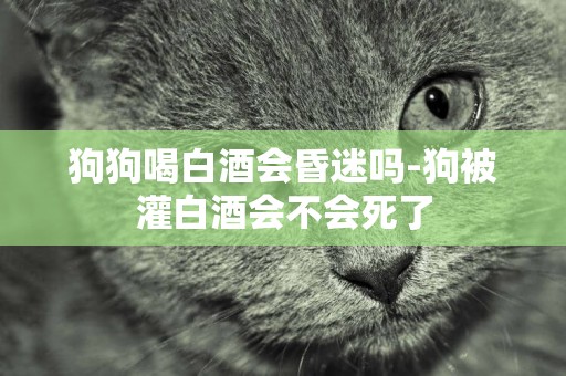 狗狗喝白酒會昏迷嗎-狗被灌白酒會不會死了