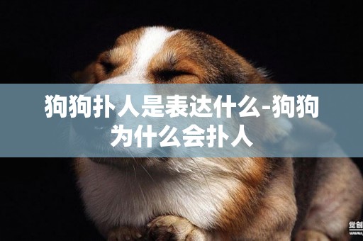 狗狗撲人是表達什么-狗狗為什么會撲人