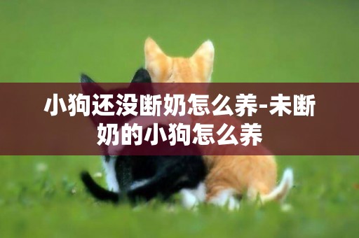 小狗還沒斷奶怎么養-未斷奶的小狗怎么養