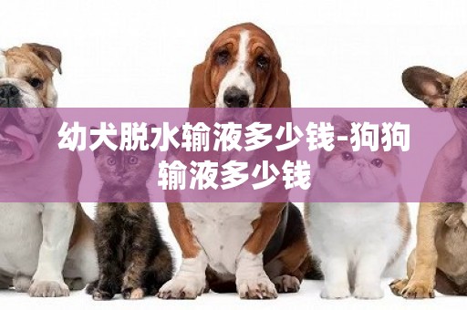 幼犬脫水輸液多少錢-狗狗輸液多少錢