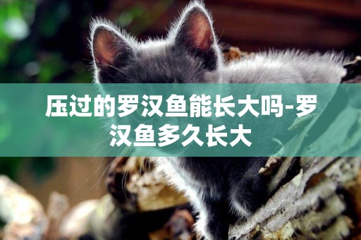 壓過的羅漢魚能長大嗎-羅漢魚多久長大