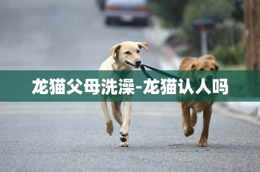 龍貓父母洗澡-龍貓認人嗎